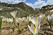 47 Crocus in fiore con vista in Azzaredo